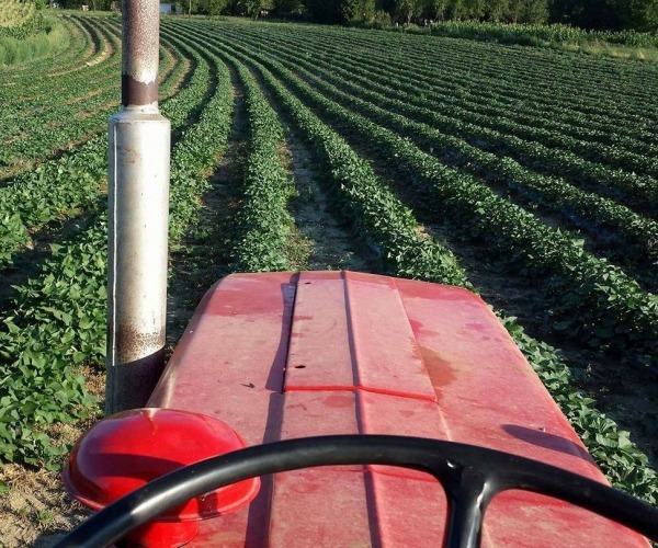 Briga za batat tokom vegetacije