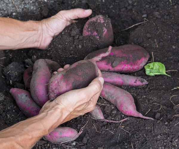 Kako uzgojiti batat?