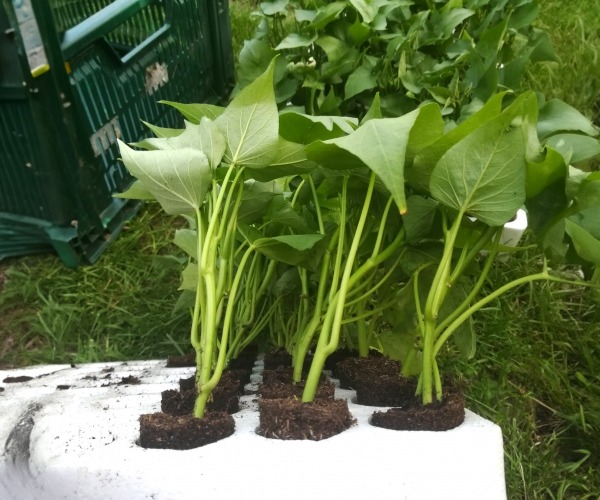 Sadnja presadnica batata