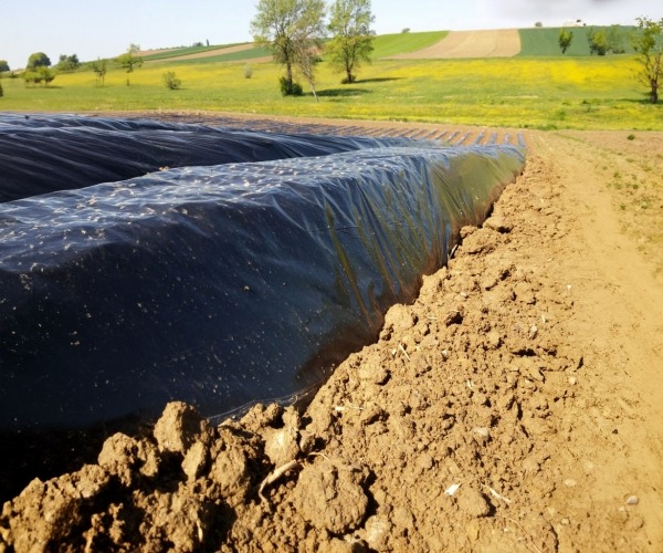 Priprema zemlje za sadnju batata