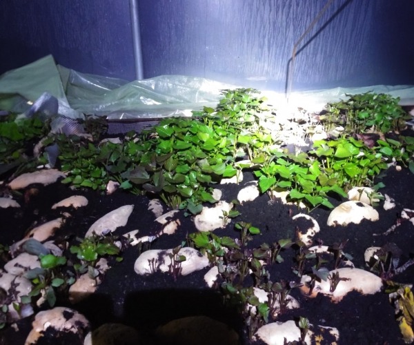 Uzgoj sadnica batata